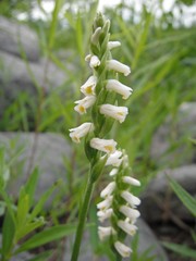Spiranthes lucida