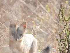 Urocyon cinereoargenteus californicus