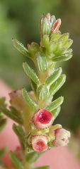 Erica serrata