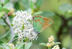 Callophrys affinis