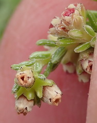 Erica serrata