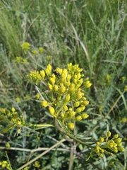 Brassica elongata