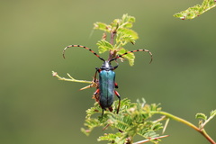 Stenaspis verticalis