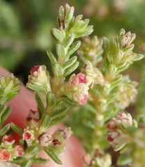 Erica serrata