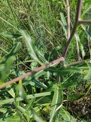 Brassica elongata