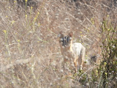 Urocyon cinereoargenteus californicus