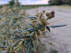 Xanthium spinosum