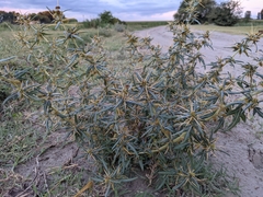 Xanthium spinosum