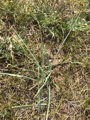 Leymus chinensis