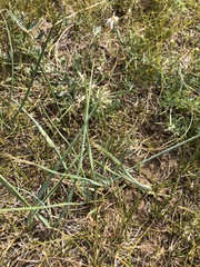 Leymus chinensis