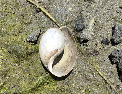 photo of Cloudy Bubble Snail (Bulla gouldiana)
