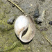 photo of Cloudy Bubble Snail (Bulla gouldiana)