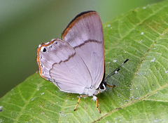 Euselasia eucrates