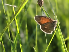 Coenonympha
