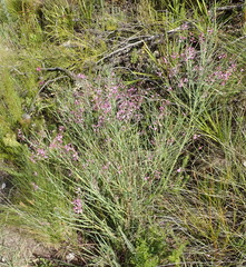 Indigofera filifolia