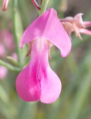 Indigofera filifolia