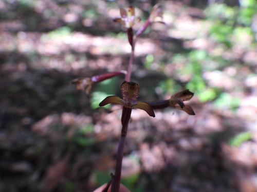 Corallorhiza bulbosa (Corallorhiza bulbosa)