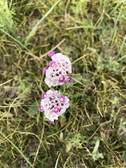 Goniolimon speciosum