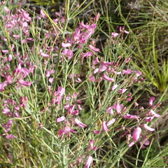 Indigofera filifolia