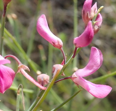 Indigofera filifolia