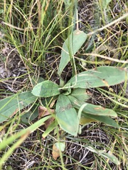 Goniolimon speciosum