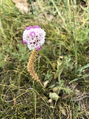 Goniolimon speciosum