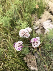 Goniolimon speciosum