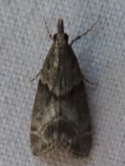 Eudonia torniplagalis