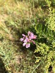 Allium tenuissimum