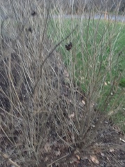 Callicarpa mollis albifructa