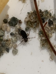 Stenelmis calida