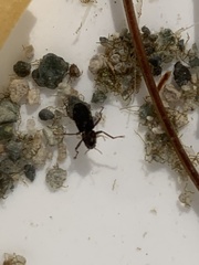 Stenelmis calida