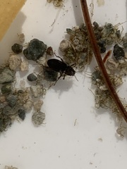 Stenelmis calida