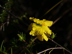 Hibbertia cistiflora