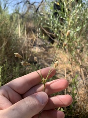 Fimbristylis thermalis