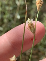 Fimbristylis thermalis