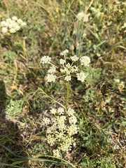Peucedanum vaginatum