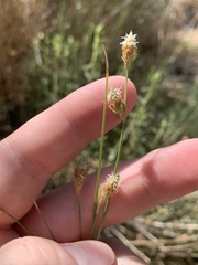 Fimbristylis thermalis