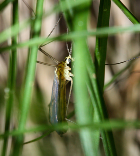 Cranefly photo 4