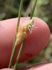 Fimbristylis thermalis