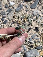 Mentzelia leucophylla