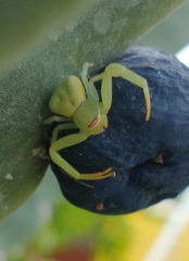 Misumenoides formosipes