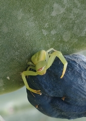 Misumenoides formosipes