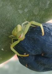 Misumenoides formosipes