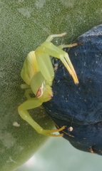 Misumenoides formosipes