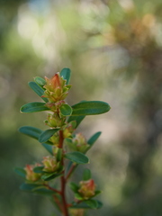 Hibbertia bracteata