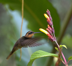Saw-Billed Hermit photo 3