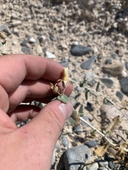 Mentzelia leucophylla