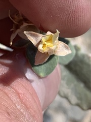 Mentzelia leucophylla