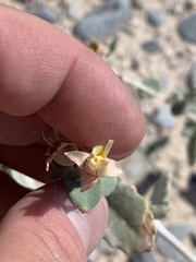 Mentzelia leucophylla